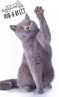 Dětský ručník Jeho výsost kocourek 30x50 cm